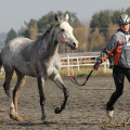 Tereza Henzlová a Hamadan 11 SK